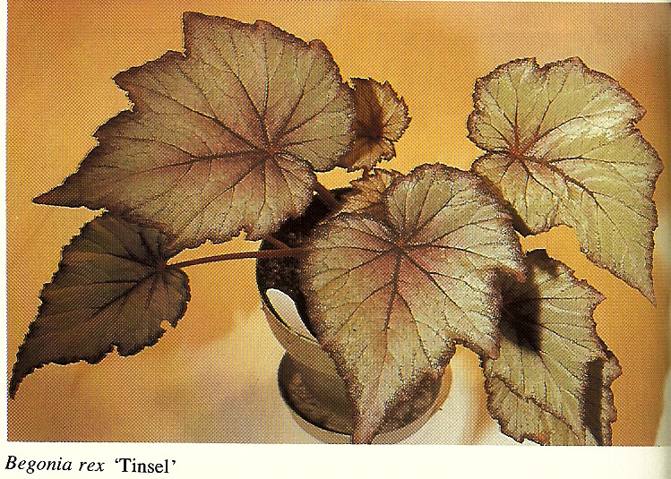 B. ‘Tinsel’